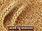 Wheat Market Update : गहू दरात चढ-उतार; कुठे तेजी, कुठे मंदी वाचा सविस्तर - Marathi News | latest news Wheat Market Update: Fluctuations in wheat prices; Some are rising, some are falling Read in detail | Latest market-yard News at Lokmat.com