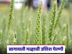 Wheat Farming : बागायती गव्हाची पेरणी कधीपर्यंत करता येईल, कुठले वाण निवडावे, वाचा सविस्तर  - Marathi News | Latest News Gahu Perani Late sowing of horticultural wheat can be done between November 16th and December 15th. | Latest smart-farming News at Lokmat.com