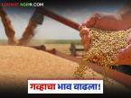 Wheat Market Price : गव्हाच्या 'या' जातीला मिळतोय ४७०० रुपयांचा भाव; पाहा तुमच्या शहरात काय आहेत दर? - Marathi News | latest news Wheat Market Price: 'This' variety of wheat is getting a price of Rs 4700; See what are the prices in your city? | Latest market-yard News at Lokmat.com