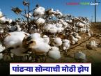 Cotton Market : पांढरे सोने चमकले; मानवत बाजारात दराचा नवा विक्रम - Marathi News | latest news Cotton Market: White gold shines; New record price in the cotton market | Latest market-yard News at Lokmat.com