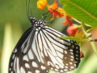 राधानगरी अभयारण्यात बहरला फुलपाखरांचा महोत्सव - Marathi News | The festival of butterflies in the Radhanagari Wildlife Sanctuary | Latest kolhapur Photos at Lokmat.com