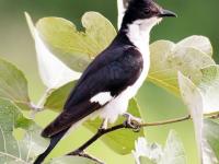 यवतमाळच्या जंगल-पाणवठ्यांवर परदेशी पक्षीसंपदेचा अनोखा किलबिलाट... - Marathi News | Yavatmal's forest-wildlife enriched with new birds | Latest yavatmal Photos at Lokmat.com