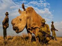 अखेर सुदानचा 'एकटेपणा' संपला - Marathi News | World's last male northern white rhino Sudan dies Ol Pejeta Conservancy in Kenya | Latest international Photos at Lokmat.com