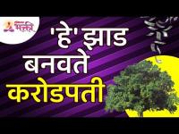 कोणते झाड करोडपती बनवते? Which tree makes a millionaire? Benefits of Rui Tree | Ruiche Zaad