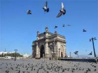 coronavirus: ये मेरा इंडिया... घरात बंद असूनही पक्षांसाठी चारा-पाण्याची सोय - Marathi News | coronavirus: This is my India ... fodder for parties even though the house is closed | Latest national Photos at Lokmat.com