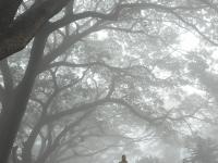 ‘दाट’ धुक्यात हरविली कोल्हापूरकरांची ‘वाट’, चाहूल बोचऱ्या थंडीची - Marathi News | Kolhapur's 'Wat' | Latest kolhapur Photos at Lokmat.com