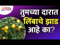 लिंबाच्या झाडाबद्दल महत्वपूर्ण माहिती | Important information about lemon tree | Limbuche Zaad