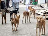 भटका कुत्रा चावला तर जबर भरपाई द्यावी लागेल; न्यायालयाचा श्वानप्रेमी आणि राज्यांना कडक इशारा - Marathi News | If a stray dog ​​bites someone heavy compensation will have to be paid Supreme Court | Latest national News at Lokmat.com