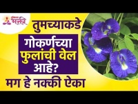 गोकर्णच्या फुलांच्या वेलीची संपूर्ण माहिती | Information about Gokarna | Gokarna Flower | Aparajita