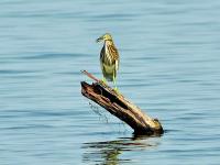 नागपूरचे अंबाझरी उद्यान: जैवविविधतेचा स्वर्ग - Marathi News | Ambazari Garden in Nagpur is Paradise of birds | Latest nagpur Photos at Lokmat.com