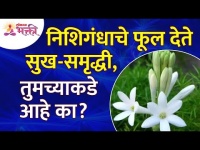 निशिगंधाच्या फूलाबद्दल महत्वपूर्ण माहिती बघूयात | Tuberose Flowers Information | Nishigandha Plant