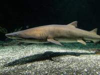 महाराष्ट्रातील 'या' ठिकाणी सापडला दोन तोंड असलेला दुर्मीळ शार्क मासा, फोटो व्हायरल - Marathi News | Two headed baby shark caught in Palghar Maharashtra photos goes viral on internet | Latest jarahatke Photos at Lokmat.com