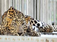 मुंबईच्या महापौरांना मिळाला नवा शेजारी, राणीबागेत आला बिबट्या - Marathi News | Mumbai's Mayor got new neighbor near Ranibagh, got leopard | Latest mumbai Photos at Lokmat.com