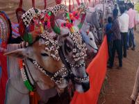 मानेगावात पशूपक्षी प्रदर्शनी व शेतकरी मेळावा! - Marathi News |  Manegaon Pashupakshi exhibition and farmers meet! | Latest nagpur Photos at Lokmat.com
