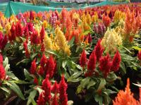 कोल्हापुरात ‘फ्लॉवर फेस्टिवल’ची तयारी अंतिम टप्प्यात, दीड लाख रोपांवर फुलली फुले - Marathi News | 'Flower Festival' in Kolhapur, in the last phase, flowers spread on 1.5 lakh plants. | Latest kolhapur Photos at Lokmat.com