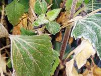 मिनी काश्मीर ऐन उन्हाळ्यात गोठले, महाबळेश्वरमध्ये दवबिंदू, हिमकणांची चादर - Marathi News | Mini Kashmir froze in summer, dipbindu, snow cloth sheet in Mahabaleshwar | Latest satara Photos at Lokmat.com