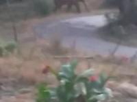 अणुस्कुरा परिसरात टस्कर हत्ती