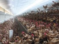 कोरोनाहून 'डेंजर' असेल पुढचा विषाणू, अर्ध्या लोकसंख्येच्या जिवाला धोका; वैज्ञानिकाचा दावा - Marathi News | Killer virus from chicken farms could wipe out half of mankind, scientist warns api | Latest international Photos at Lokmat.com