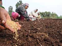 पदरातून धरणीमातेच्या उदरात, कोल्हापूर जिल्ह्यात खरीप पेरणीची धांदल - Marathi News | Hurricane sowing of kharif in Kolhapur district | Latest kolhapur Photos at Lokmat.com