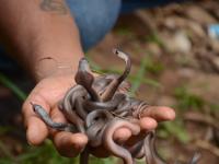 कोल्हापूर : वाकरे येथे बिळात नागिणीने दिला २१ पिलांना जन्म - Marathi News | Kolhapur: 21 piglets were given by villagers at Wakere village | Latest kolhapur Photos at Lokmat.com