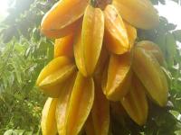 'या' फळाचे सेवन केल्यास होतील अनेक आरोग्यदायी फायदे! - Marathi News | health benefits of star fruit also known as kamrakh | Latest health Photos at Lokmat.com