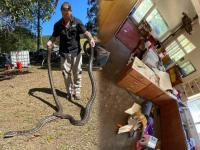 बाबो! नागिणीसाठी आपसात भिडले दोन नाग, पण दोघांच्या भांडणात नागीण पसार... - Marathi News | Two snakes caught fighting for female in Australia | Latest jarahatke Photos at Lokmat.com