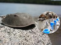 'या' खेकड्याचं निळं रक्त जगात आहे सगळ्यात महाग, किंमत इतकी की वाचून व्हाल हैराण! - Marathi News | Horseshoe crab blood saves millions of lives price will shock you | Latest jarahatke Photos at Lokmat.com