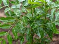 छोट्या- मोठ्या आजारांवर अतिशय गुणकारी ठरणारी ५ औषधी रोपं! बाल्कनीतल्या छोट्या कुंडीतही छान फुलतील.. - Marathi News | every house must have 5 medicinal ayurvedic plants, 5 medicinal plants for small terrace garden | Latest sakhi Photos at Lokmat.com