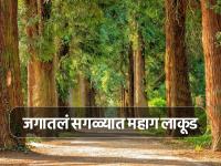 जगातलं सर्वात महाग झाड, एक किलो विकलं तरी येईल लक्झरी कार - Marathi News | World most expensive wood price will shock you | Latest jarahatke Photos at Lokmat.com