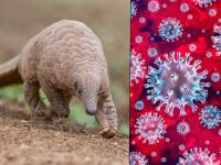 coronavirus : ना साप ना वटवाघुळ 'या' प्राण्यामुळे पसरला कोरोना व्हायरस, आता रिसर्चमधून दिला नवा इशारा! - Marathi News | coronavirus : Pangolins can carry coronaviruses closely related to pandemic strain api | Latest jarahatke Photos at Lokmat.com