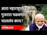 संस्था-उद्योग पळवले आता रिलायन्ससाठी महाराष्ट्राचे हत्तीही गुजरात पळवणार ! Modi Maharashtra Elephant