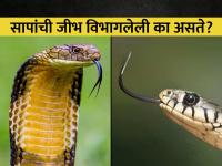 सापाच्या जिभेला दोन टोक का असतात? जाणून घ्या कारण... - Marathi News | Why snakes have forked tongues? Know the reason | Latest jarahatke Photos at Lokmat.com