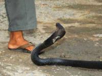 भयानक कोब्रा सापाचा कर्तव्यावर असणाऱ्या पोलिसाला दंश; पण 'जे' घडलं त्याची सर्वत्र चर्चा! - Marathi News | Terrible cobra snake bites police on duty snake dies in Jamtara Jharkhand pnm | Latest jarahatke Photos at Lokmat.com