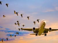 विमानाला पक्षी धडकतो तेव्हा काय होते? आतापर्यंत झालेत २६२ मृत्यू आणि २५० विमानांना अपघात - Marathi News | What happens when a bird hits a plane So far there have been 262 deaths and 250 aircraft crashes | Latest social-viral Photos at Lokmat.com