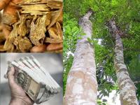 Agarwood: हिरा, सोन्या पेक्षाही कितीतरी पटीने महाग या 'चंदना'चे लाकूड; भारतातही सापडते - Marathi News | Agarwood is More Precious Than Any Diamond or Even Gold; A Kilo Costs Rs 73 Lakh | Latest national Photos at Lokmat.com