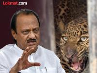जंगलात एक कोटींच्या शेळ्या सोडणे हास्यास्पद; वनमंत्र्यांच्या बिबट्यांच्या उपायांची अजित पवारांनी उडवली खिल्ली - Marathi News | One crore goats Ajit Pawar was furious over the Forest Minister proposal calling it a ridiculous solution to the leopard menace | Latest maharashtra News at Lokmat.com जंगलात एक कोटींच्या शेळ्या सोडणे हास्यास्पद; वनमंत्र्यांच्या बिबट्यांच्या उपायांची अजित पवारांनी उडवली खिल्ली - Marathi News | One crore goats Ajit Pawar was furious over the Forest Minister proposal calling it a ridiculous solution to the leopard menace | Latest maharashtra News at Lokmat.com