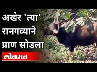 अखेर 'त्या' रानगव्याने प्राण सोडला | Wild-Bull spotted in Kothrud Pune | Pune News