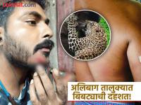 अलिबागमधील आक्षी समुद्रकिनाऱ्यावर बिबट्याचा धुमाकूळ, दोन जणांवर हल्ला - Marathi News | Leopard attacks two people on Akshi beach in Alibaug | Latest raigad News at Lokmat.com