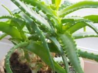 छोट्याशा कुंडीत 'असं' लावा कोरफडीचं रोप, ४ टिप्स- रोप पिवळं पडणार नाही, कोरफड होईल जाडजूड, गर भरपूर - Marathi News | gardening tips how to grow aloe vera in small pots at Home best tips to keep aloe vera plant healthy and green how to stop aloe vera leaves from turning yellow | Latest sakhi Photos at Lokmat.com