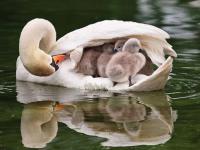 मनुष्य असो वा प्राणी आईचं प्रेम सगळ्यांसाठी सारखंच, कसं ते बघा! - Marathi News | Amazing photo of animal parenting goes viral | Latest social-viral Photos at Lokmat.com