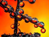 केवळ पाण्याचे थेंबांचे इतके सुंदर फोटो तुम्ही याआधी कधीही पाहिले नसतील! - Marathi News | Amazing water droplet photos goes viral | Latest social-viral Photos at Lokmat.com