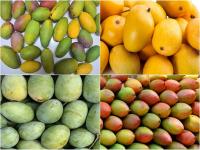 Mango Variety: हा खाऊ का तो खाऊ...आंब्याच्या 'या' 9 जातींची बातच न्यारी: पोट भरेल पण मन भरणार नाही - Marathi News | Mango Variety: Which mango to eat this season; these 9 varieties of mango is vey sweet | Latest jarahatke Photos at Lokmat.com