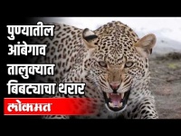 पुण्यातील आंबेगाव तालुक्यात बिबट्याचा थरार! | Leopard trembles in Pune's Ambegaon taluka! |
