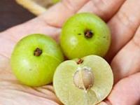 आरोग्यासाठी अमृत असणारा आवळा कुणासाठी ठरतो घातक, तब्येत बिघडल्याने गाठावा लागतो दवाखाना - Marathi News | These people should not have amla, know its side effects | Latest sakhi Photos at Lokmat.com