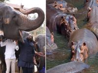 कोलंबिया सरकार ८० हिप्पोंना ठार मारणार; अनंत अंबानी यांनी केली 'वनतारा'मध्ये पाठवण्याची विनंती - Marathi News | Anant Ambani Vantara: Colombian government to kill 80 hippos; Anant Ambani requests to send them to 'Vantara' | Latest international News at Lokmat.com