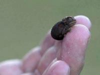 जन्म झाल्या झाल्या प्राण्यांची पिल्लं कशी दिसतात? पाहा फोटो! - Marathi News | Animals in their baby stage | Latest social-viral Photos at Lokmat.com