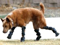 माणसांप्रमाणेच प्राण्यांवरदेखील केले जातात 'असे' उपचार - Marathi News | pictures of animal amputees who walk again | Latest jarahatke Photos at Lokmat.com