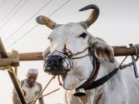 जनावरांमध्येही वाढतोय कर्करोग; काय आहेत लक्षणे? जाणून घ्या... - Marathi News | Cancer is increasing in animals too What are the symptoms Know details | Latest maharashtra Photos at Lokmat.com