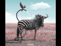 प्राण्यांच्या इतक्या अद्भूत विश्वाची कधी आपण कल्पनाही केली नसेल! - Marathi News | Animals creative pics by Julien Tabet | Latest social-viral Photos at Lokmat.com