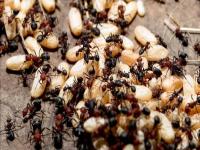 मुंग्या नेहमीच एका रेषेत का चालतात? जाणून घ्या रहस्य... - Marathi News | Why do ants move in a straight line? Know the facts about ants | Latest jarahatke Photos at Lokmat.com